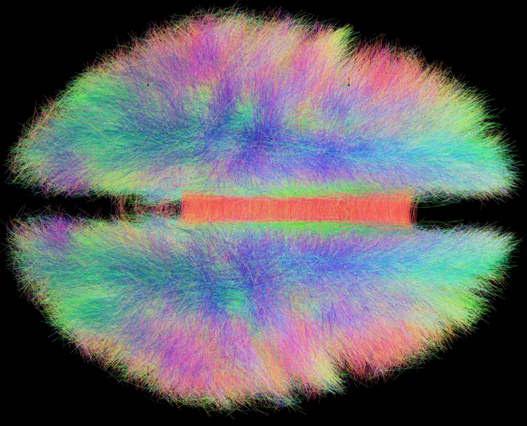 A group connectome showing densely interwoven white-matter pathways across the human brain